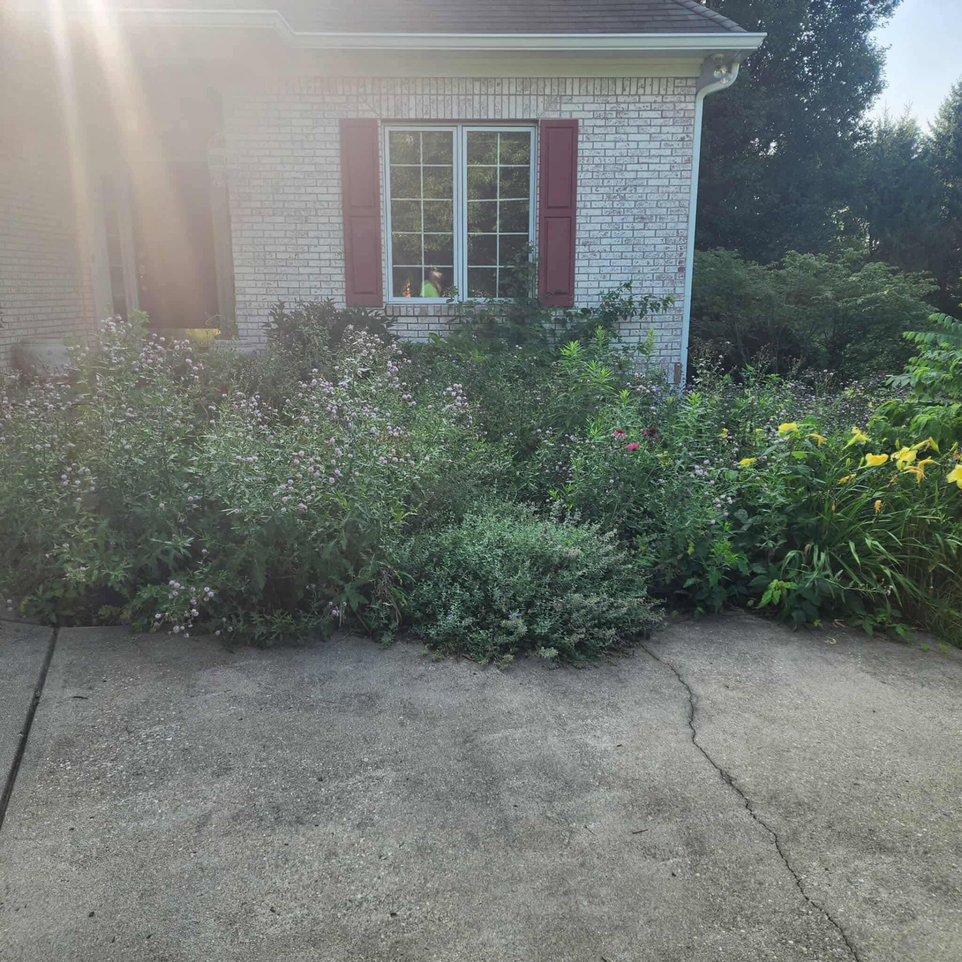 Landscape Bed Cleanup — before remodeling
